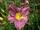 hemerocallis prarie blue eyes