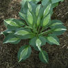hosta snake eyes