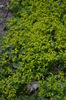 sedum lineare - 3 lei