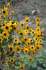 rudbeckia triloba - 4 lei