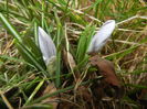 Crocus Pickwick (2016, March 03)