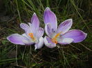 Crocus Pickwick (2016, March 06)