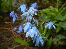 Scilla siberica (2016, March 09)