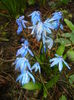 Scilla siberica (2016, March 09)