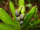 Hyacinth Isabelle (2016, March 09)