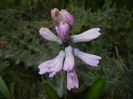 Hyacinth Splendid Cornelia (2016, Mar.13)