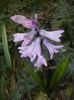 Hyacinth Splendid Cornelia (2016, Mar.15)