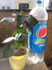 cum arata plantele