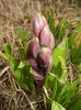 Hyacinth Purple Sensation (2016, Mar.13)