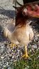 IMG-20160223-WA0017