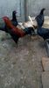 IMG-20160223-WA0018
