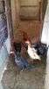 IMG-20160223-WA0039