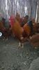 IMG-20160225-WA0022