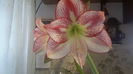106094375_INSBXLT3