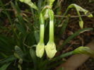 Narcissus Geranium (2016, March 13)