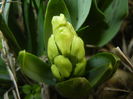 Hyacinth Yellow Queen (2016, March 13)