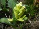 Hyacinth Yellow Queen (2016, March 15)