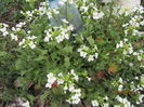 Arabis-giscarita
