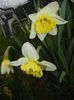Narcissus Ice Follies (2016, March 13)
