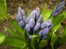 Hyacinth Delft Blue (2016, March 13)