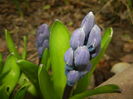 Hyacinth Delft Blue (2016, March 13)