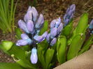 Hyacinth Delft Blue (2016, March 15)