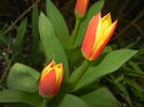 Tulipa Stresa (2016, March 13)
