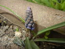 Muscari armeniacum (2016, March 15)