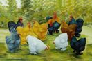 Cochins