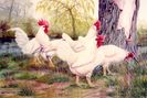 white leghorn