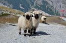 Blacknose in Alpi-4h7