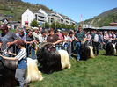 Etalarea Tapilor Walliser-854