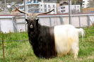 Incoronatul Walliser-773