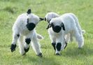 Miei Blacknose Valais-8zx