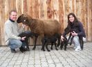Oaie Braunes Bergschaf cu miei,,,