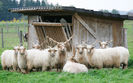 Oi Ratca in Austria
