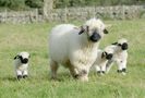 Oita Blacknose Valais cu trei miei