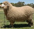 Poll Merinos frumos