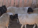 Rasa araba Marwari