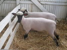 Rasa Shropshire la targ-93d