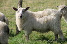 Rasa Teeswater