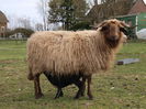 Rasa Walliser Landschaf cu miel