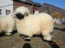Superbi Blacknose la soare