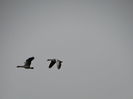 DSC09697