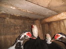 DSCF7460