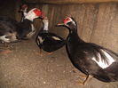 DSCF7439