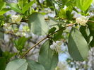 DSCN1147 Lonicera fragrantissima