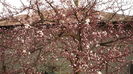 poze din gradina 270