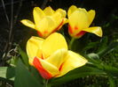 Tulipa Stresa (2016, March 17)