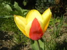 Tulipa Stresa (2016, March 17)